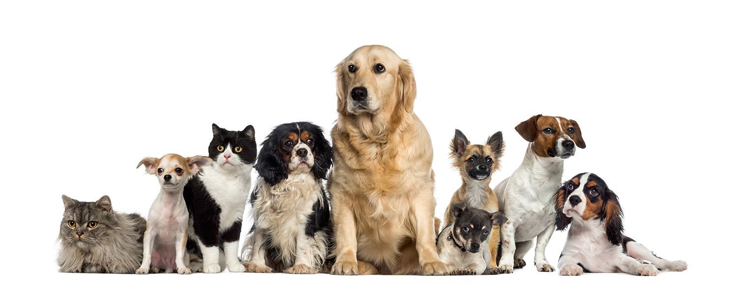 Cats and dogs
