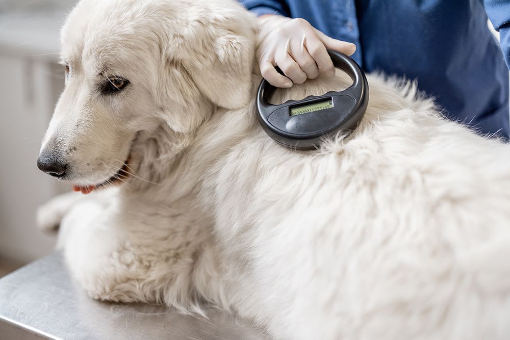 Microchipping a dog